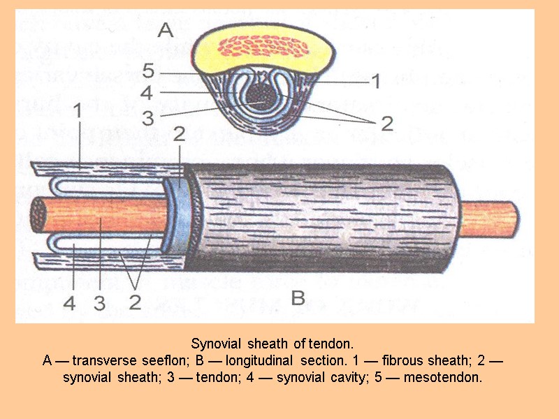 Synovial sheath of tendon. A — transverse seeflon; В — longitudinal section. 1 —